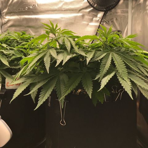 Marajuana growlog photo: Uncut one