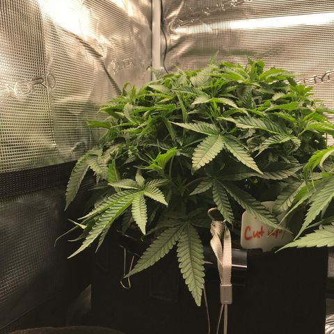 Marajuana growlog photo: Cut up one
