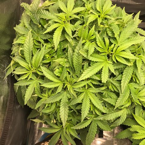 Marajuana growlog photo: Cut up one