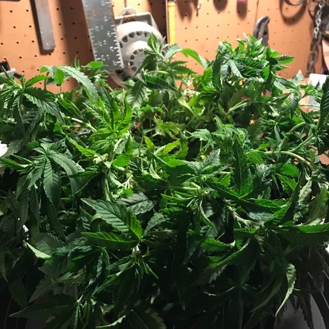 Marajuana growlog photo: Cut up one