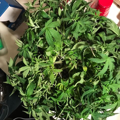 Marajuana growlog photo: Cut up one