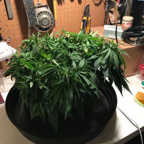 Marajuana growlog photo: Uncut one