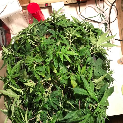 Marajuana growlog photo: Uncut one