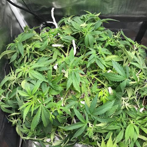 Marajuana growlog photo: Cut up one