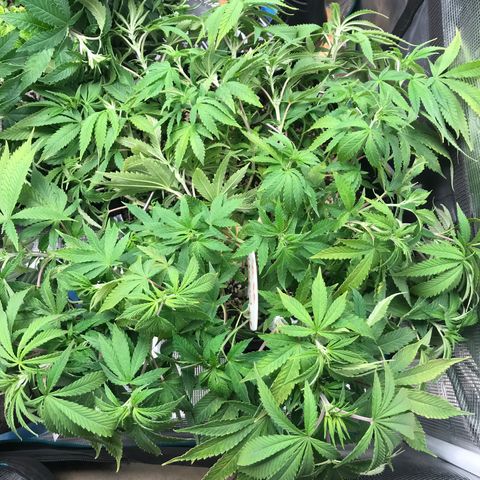 Marajuana growlog photo: Uncut one