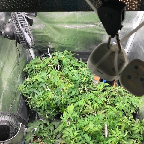 Marajuana growlog photo: All here💪
LST city!