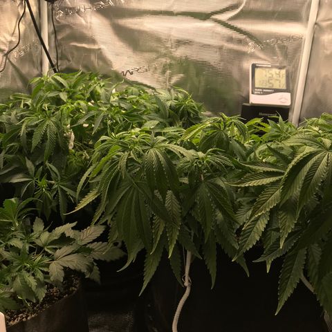 Marajuana growlog photo: All here💪
LST city!