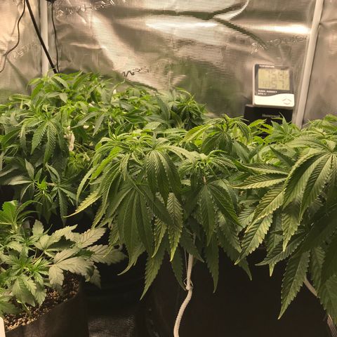 Marajuana growlog photo: All here💪
LST city!