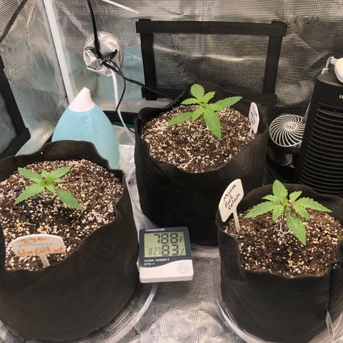 Marajuana growlog timeline photo
