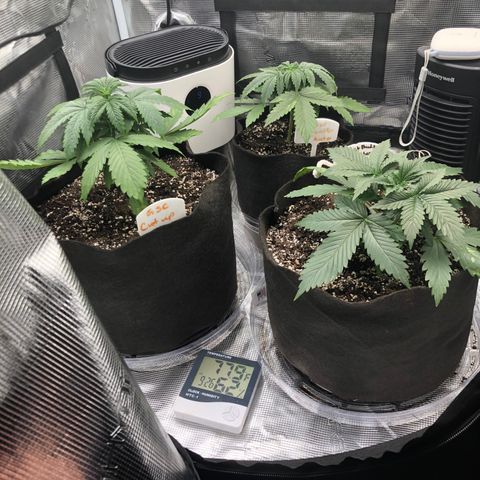 Marajuana growlog timeline photo