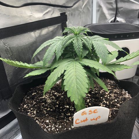 Marajuana growlog timeline photo