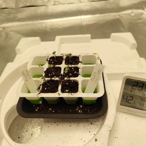 Apple Fritter growlog timeline photo