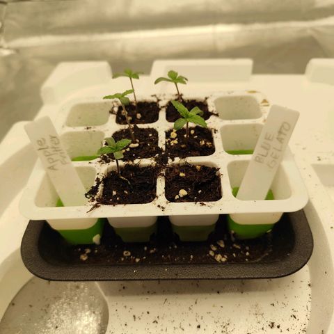 Apple Fritter growlog timeline photo