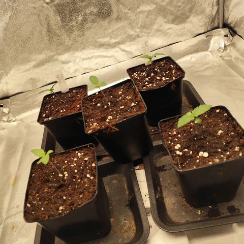 Apple Fritter growlog timeline photo