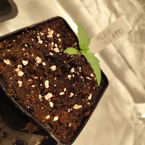 Blue Gelato 41 growlog timeline photo