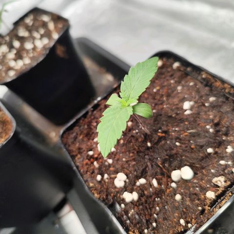 Blue Gelato 41 growlog timeline photo