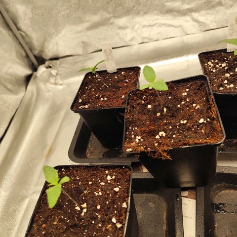 Apple Fritter growlog timeline photo