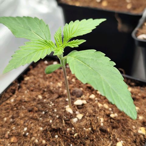 Apple Fritter growlog timeline photo