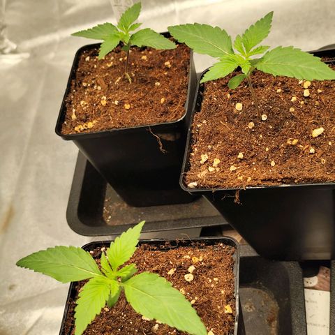 Apple Fritter growlog timeline photo