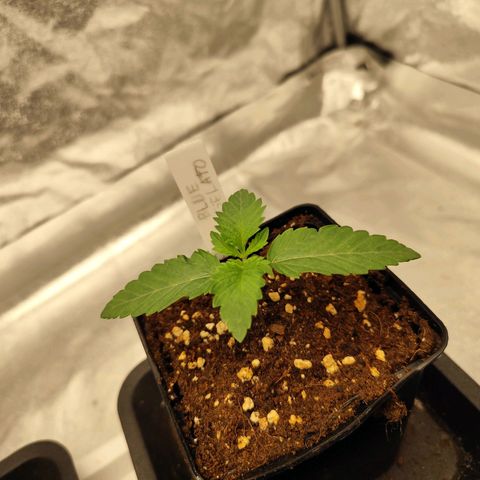 Blue Gelato 41 growlog timeline photo
