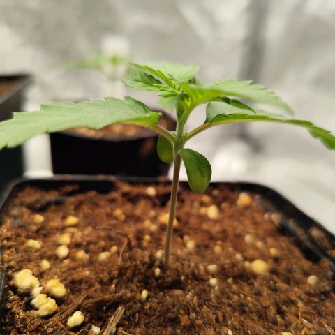 Blue Gelato 41 growlog timeline photo