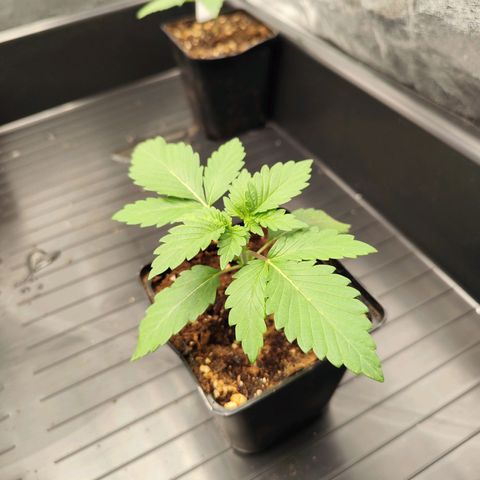 Blue Gelato 41 growlog timeline photo