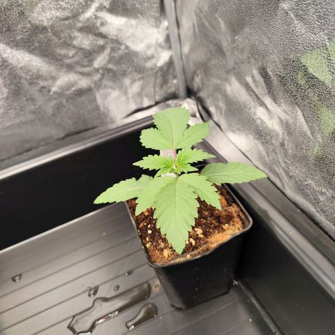 Blue Gelato 41 growlog timeline photo