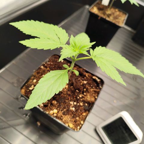Apple Fritter growlog timeline photo