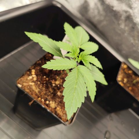 Apple Fritter growlog timeline photo