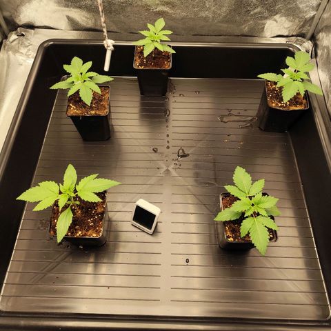 Apple Fritter growlog timeline photo