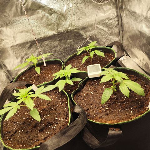Apple Fritter growlog timeline photo