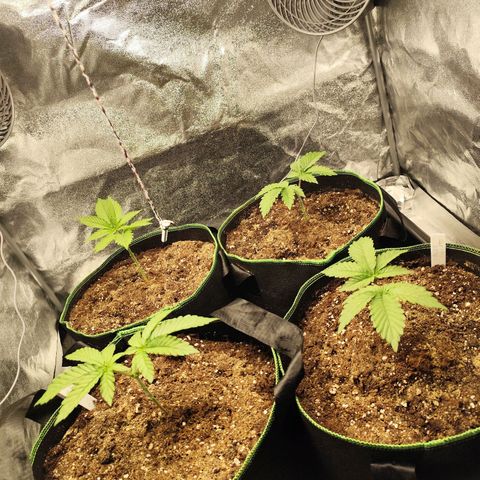 Apple Fritter growlog timeline photo