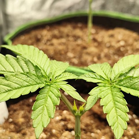 Apple Fritter growlog timeline photo