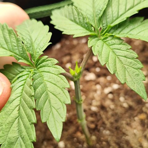 Blue Gelato 41 growlog timeline photo