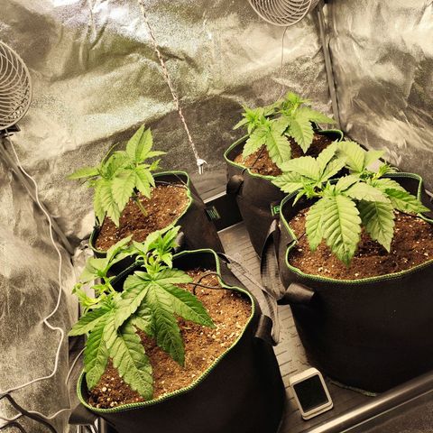 Apple Fritter growlog timeline photo