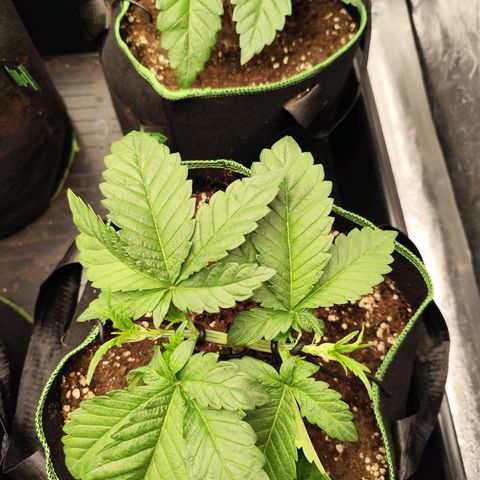 Blue Gelato 41 growlog timeline photo