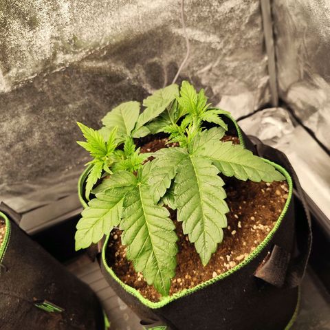 Blue Gelato 41 growlog timeline photo