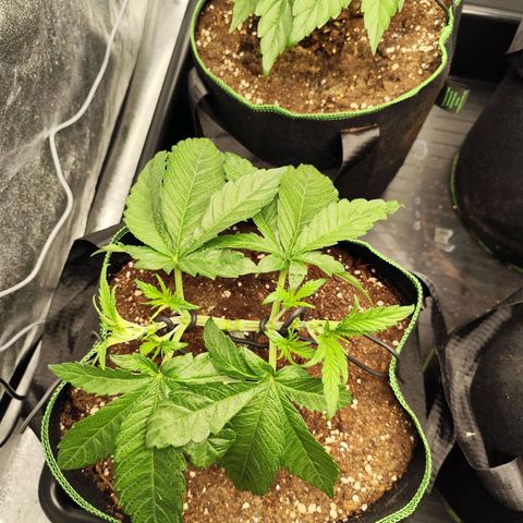 Apple Fritter growlog timeline photo