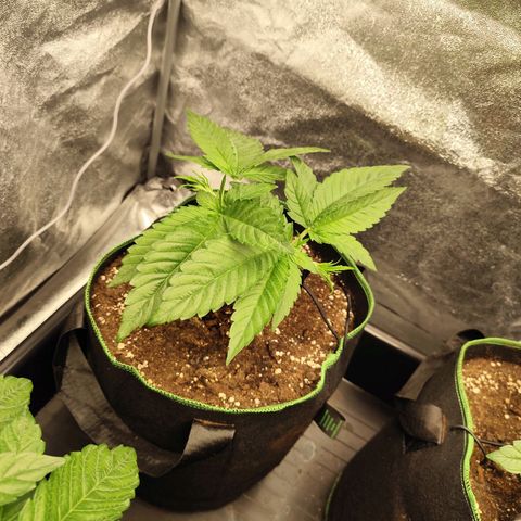 Apple Fritter growlog timeline photo