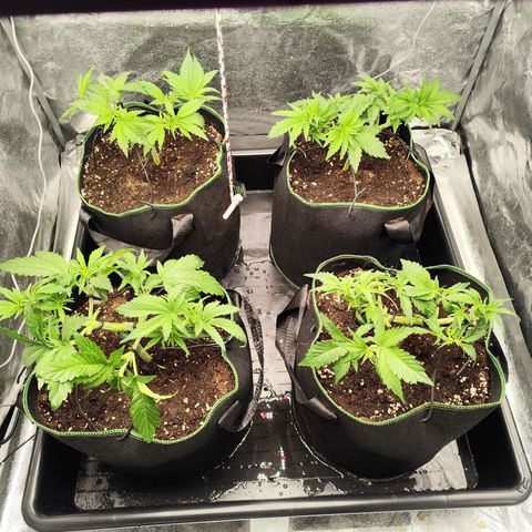 Apple Fritter growlog timeline photo