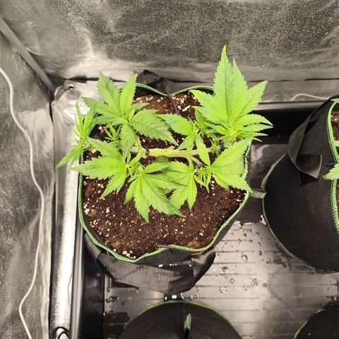 Apple Fritter growlog timeline photo