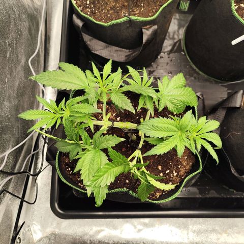 Apple Fritter growlog timeline photo