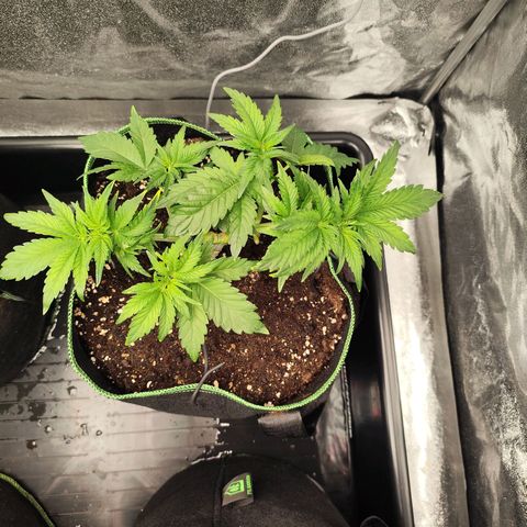 Blue Gelato 41 growlog timeline photo