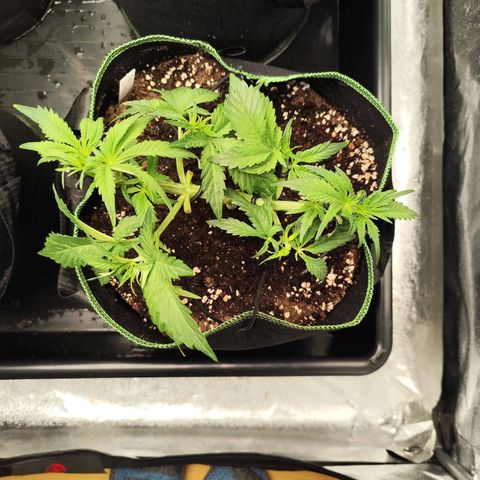 Blue Gelato 41 growlog timeline photo
