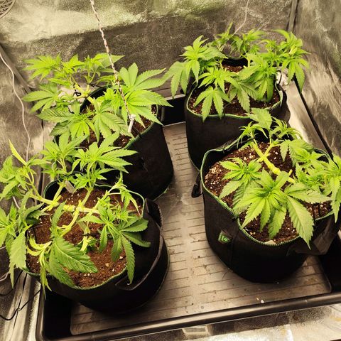 Apple Fritter growlog timeline photo