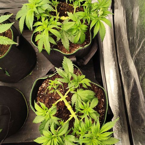 Blue Gelato 41 growlog timeline photo