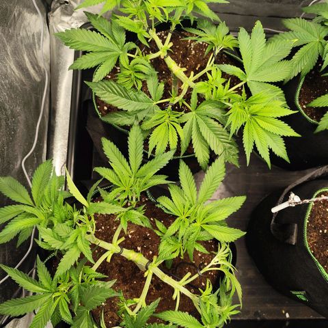 Apple Fritter growlog timeline photo