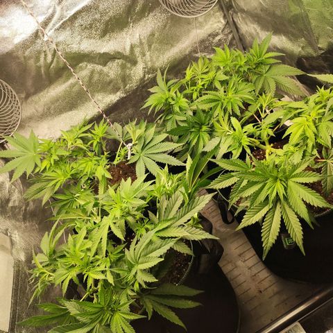Apple Fritter growlog timeline photo