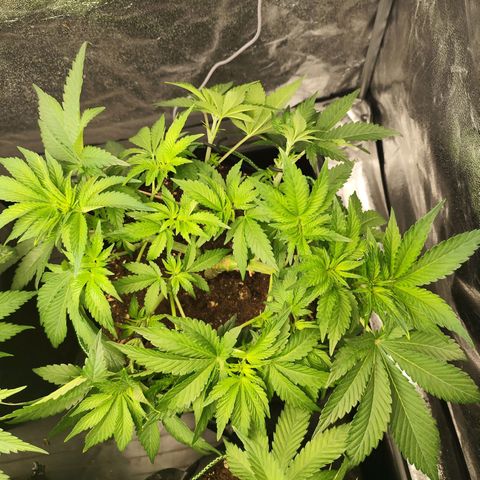 Blue Gelato 41 growlog timeline photo