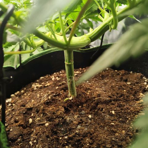 Blue Gelato 41 growlog timeline photo